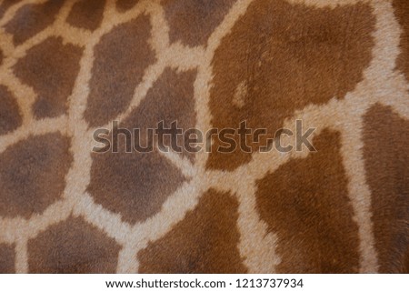  Giraffe skin texture background