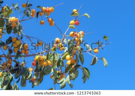 the persimmon fruit ripe on the plant with blue sky background. Picture use for design, advertising, travel in tropical, southeast asia