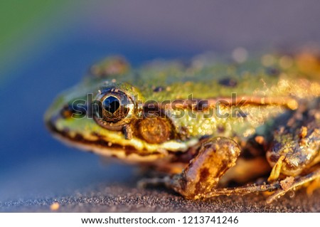 a closeup of a frog