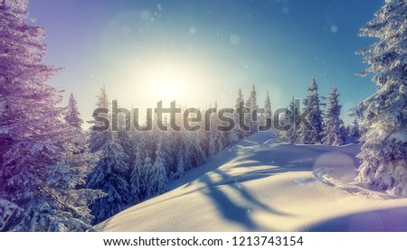 Splendid Alpine scenery in winter. Fantastic frosty morning in forest. snow-cowered pine trees under warm sunlight. Fantastic mountain highland.  Amazing winter background. Wonderful Christmas Scene. 