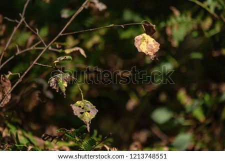 green foliage in early autumn with blur background and some colored autumn leaves