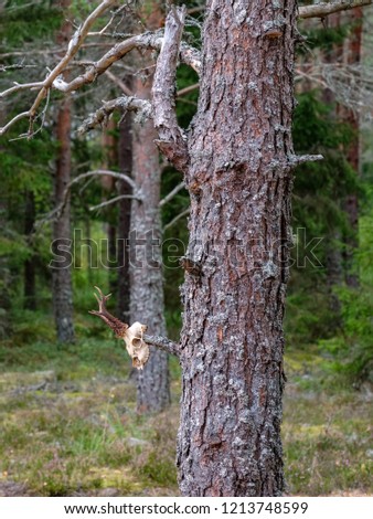 dry pine tree forest in autumn. gentle texture from tree trunks and blur background with deer skull