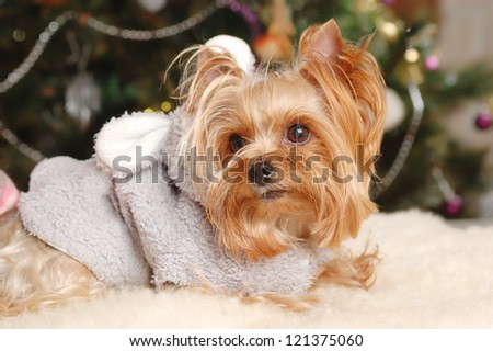 Yorkshire terrier puppy with Christmas tree