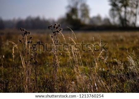 beautiful grass bents in autumn mist at countryside with shallow depth of field. foggy background