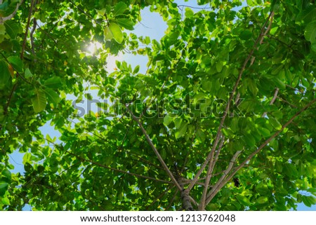 Tree Leaves bokeh for nature background and save green concept,abstract,soft and blur focus