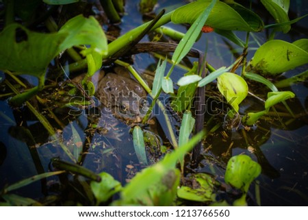 Beautiful big frog, hiding in the swamp and watching.