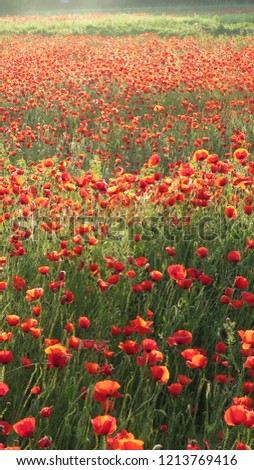 Overview vertical of a field of poppies in full bloom against the light in the morning sun of Provence, with a multitude of shades of red and some shadow areas
