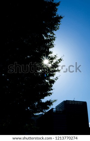 Silhouette of a big tree under the sun