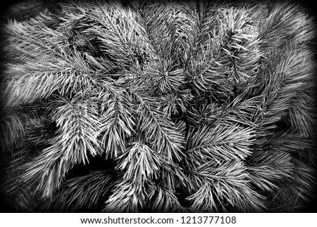 Beautiful winter backdrop. Nice fir branches. Close up. Wonderful background for your text. Christmas decoration. Stylish vintage. Black White Photography.