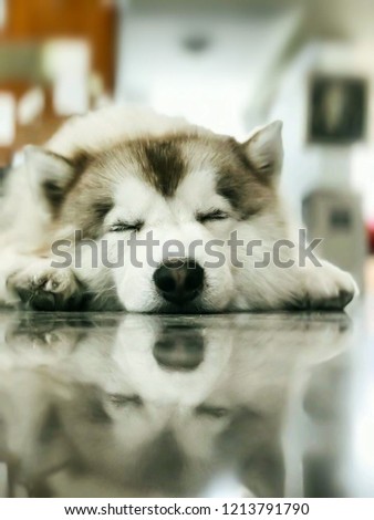 Good night, sleeping dog with the floor blurred.