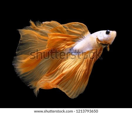 Multi color Siamese fighting fish(Rosetail)(half moon),fighting fish,Yellow Betta splendens,on black background with clipping path