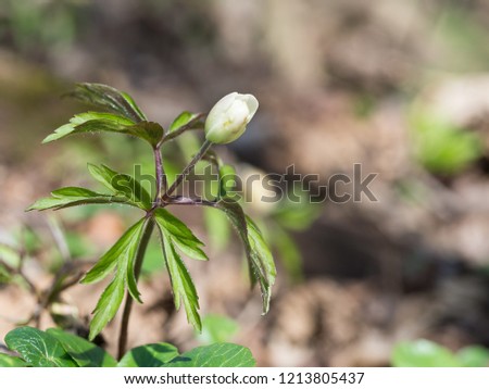 Anemone nemorosa is an early-spring flowering plant in the buttercup family Ranunculaceae