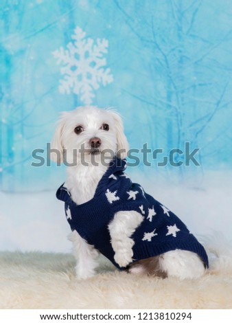 Cute Maltese dog wearing a starry sweater, image taken in a studio. Funny dog picture.