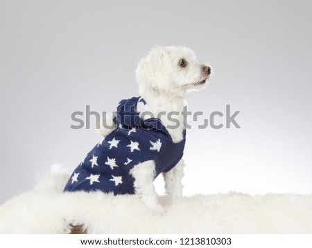 Cute Maltese dog wearing a starry sweater, image taken in a studio. Funny dog picture.