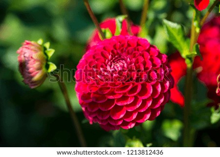 red dahlia blooms in the garden in the sun