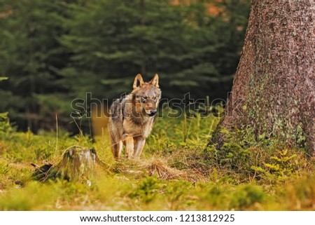 gray wolf (Canis lupus) is coming from forest