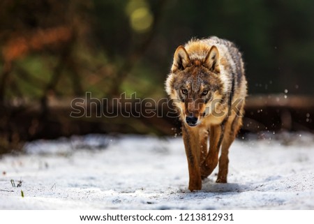 gray wolf (Canis lupus) is very dangerouse and angy animal