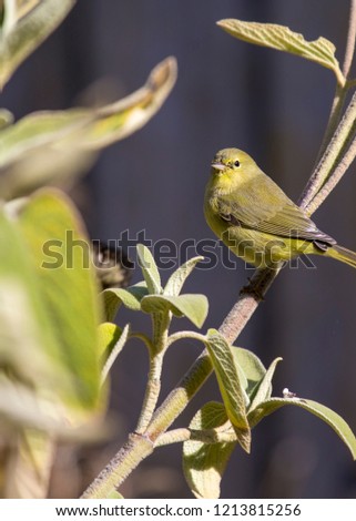 American Goldfinch (Spinus tristis) spotted outdoors