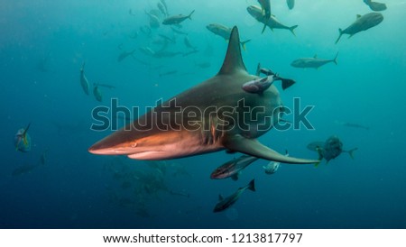 Black-tipped shark spinning at the last moment in Aliwal Shoal, South Africa