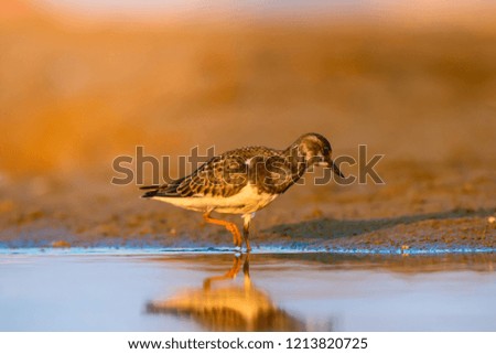 Water bird Turnstone. Nature background. Bird: Ruddy Turnstone. Arenaria interpres