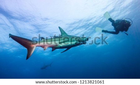Sharp attack of black-tipped shark from the bottom, Aliwal Shoal, South Africa