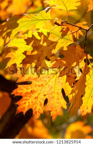 Beautiful autumn branch withy ellow foliage on the sun . Free space for text. Banner Concept. Autumn natural background. Mock up for design.