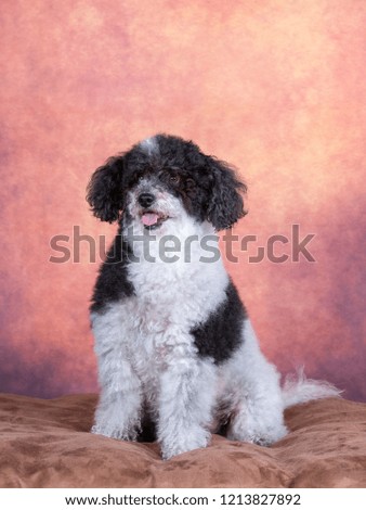 Curly haired dog portrait. Image taken in a studio with brown and orange background. 