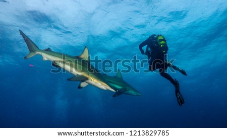 
Female diver attacked by two sharks in Aliwal Shoal, South Africa