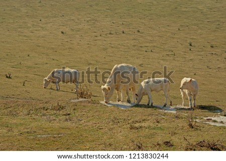 Herd of white organic cows, grazing in a field near Cap blanc Nez in the French countryside in Nord Pas de calais - Bos Taurus