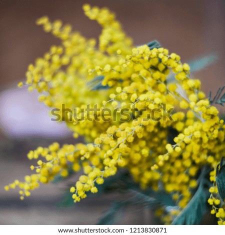 Floral background: a branch of Mimosa on the natural wooden background, copyspace for your text: mockup, background for greetings on mother's day, international women's day, soft focus