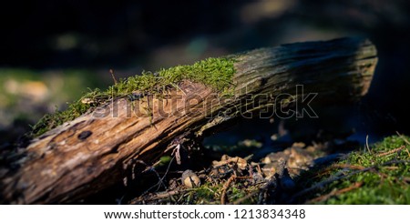 Light mood Rotten log with moss in the forest