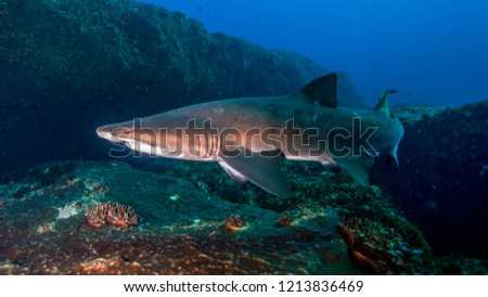 Sand tiger shark swimming in the reef, Aliwal Shoal, South Africa