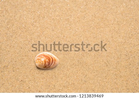 A shell on the sand