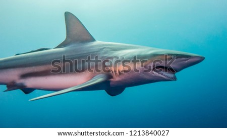 Shark in full hunting in Protea Banks, South Africa