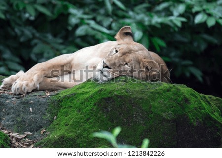 A closeup shot of a female lion or lioness while resting in a forest. A colorful wildlife photo with green background