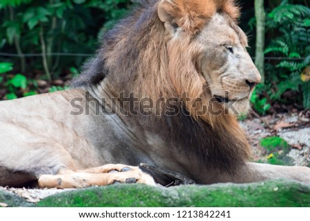 closeup shot of a muscular, deep-chested male lion while resting in a forest. A colorful wildlife photo with green background