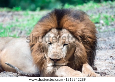 A blurry closeup shot of a muscular, deep-chested male lion while resting in a forest. Blurry photo shot through a glass