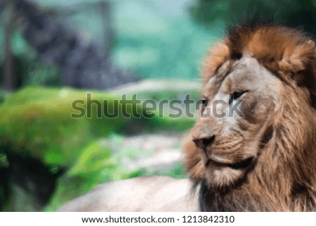 A blurry closeup shot of a muscular, deep-chested male lion while resting in a forest. Blurry photo shot through a glass