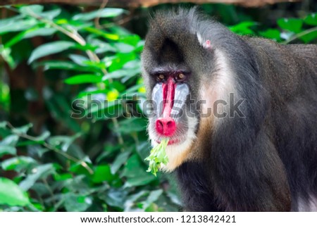 Close up shot of a primate mandrill baboon or genus Mandrillus. Colorful wildlife photo with green background