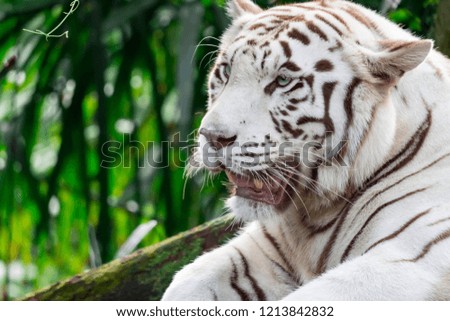 A closeup photo of a white tiger or bengal tiger while staring showing interest on someone. A Colorful wildlife photo with green background