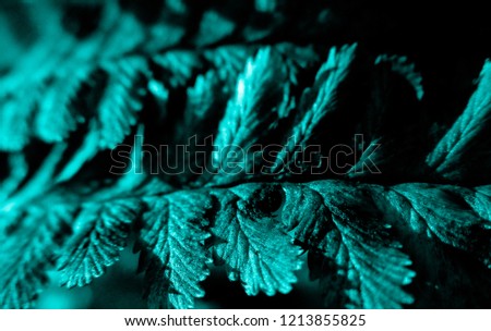 Aqua leaves of fern in the night