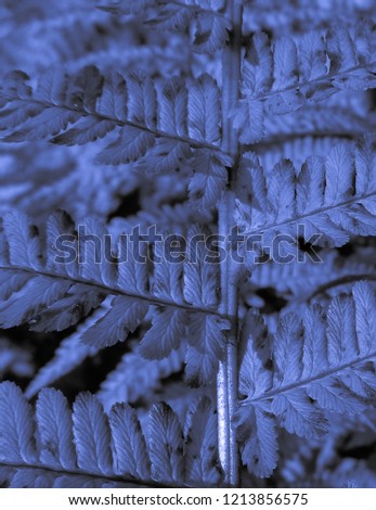 Fern of sadness in blue color