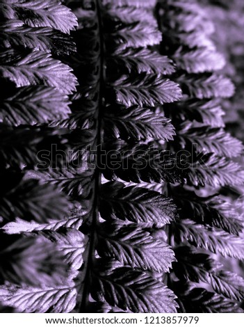 Melchior fern abstract view