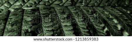Vintage view of fern