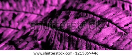 Pink leaves of fern in the night