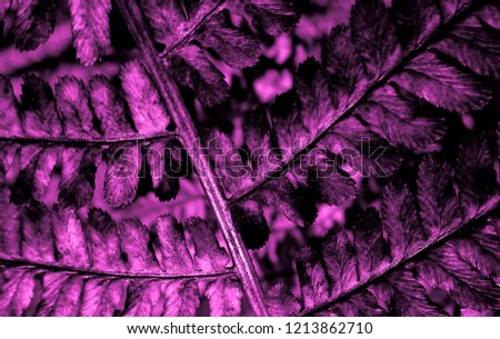 Pink leaves of fern in the night