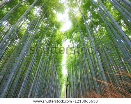 Look up view in Bamboo forest to see stem, branch and green leaves at Arashiyama Bamboo groves in Kyoto, Japan.
