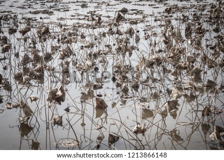 Wilting, drying, death of plants. Dry stalks and leaves above the surface of the water. Ecological problems, protection of nature. Muffled tones, vignetting.