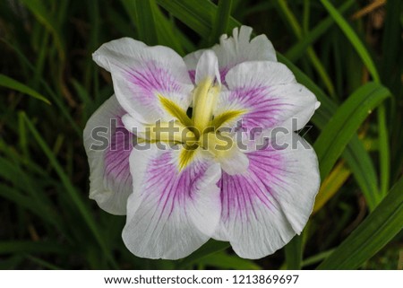 White and Purple Orchid Flower in Japan 