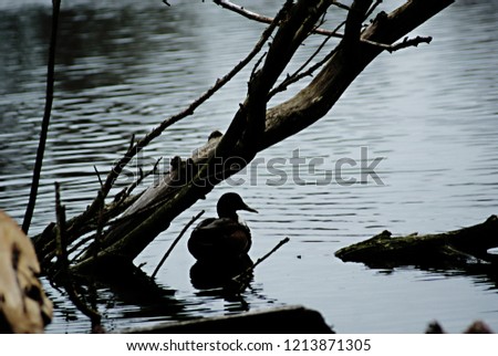 duck with water